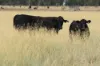 13724 Mitchell -, St George QLD 4487-Image
