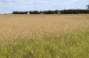 13724 Mitchell -, St George QLD 4487-Image