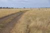 13724 Mitchell -, St George QLD 4487-Image