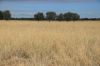 13724 Mitchell -, St George QLD 4487-Image