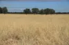 13724 Mitchell -, St George QLD 4487-Image
