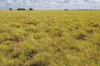 13724 Mitchell -, St George QLD 4487-Image