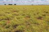13724 Mitchell -, St George QLD 4487-Image