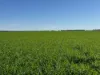 141 Cheecome Road, Moree, NSW 2400-Image