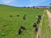 146 Hobans Road, Alexandra VIC 3714-Image