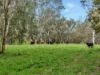 146 Hobans Road, Alexandra VIC 3714-Image