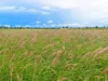 1467, Pasha QLD 4721-Image