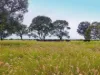 1467, Pasha QLD 4721-Image