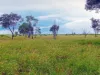 1467, Pasha QLD 4721-Image