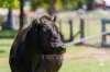 15 Ada Street, Singleton, NSW 2330-Image