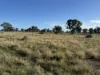 1500 Murrabit-Swan Hill Road, Gonn, NSW 2732