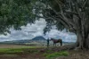 1557 Mount Walker West Road, Rosevale QLD 4340-Image