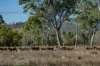 1557 Mount Walker West Road, Rosevale QLD 4340-Image