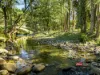 1561 Bowman River Road, Bowman via, Gloucester, NSW 2422