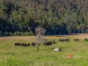 1561 Bowman River Road, Bowman via, Gloucester, NSW 2422-Image
