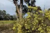16, Norna Drive, Crowea, WA 6262-Image