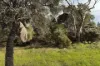 16, Norna Drive, Crowea, WA 6262-Image