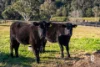 1629 Maitland Vale Road, Lambs Valley, NSW 2335-Image