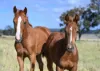167 Stark Road, Talgai QLD 4362-Image