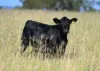 167 Stark Road, Talgai QLD 4362-Image