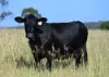 167 Stark Road, Talgai QLD 4362-Image
