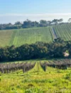 167 Whitings Road, Blewitt Springs, SA 5171-Image