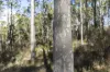 1698 Kangaroo Creek Road, Kangaroo Creek, NSW 2460-Image