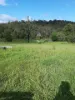 171 Boonanghi Forest Road, Wittitrin, NSW 2440-Image