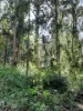 171 Boonanghi Forest Road, Wittitrin, NSW 2440-Image
