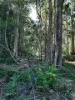 171 Boonanghi Forest Road, Wittitrin, NSW 2440-Image