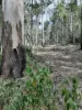 171 Boonanghi Forest Road, Wittitrin, NSW 2440-Image