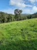 171 Boonanghi Forest Road, Wittitrin, NSW 2440-Image