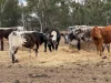 1741 Bukkulla Road, Ashford, NSW 2361-Image