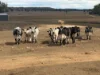 1741 Bukkulla Road, Ashford, NSW 2361-Image