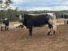 1741 Bukkulla Road, Ashford, NSW 2361-Image