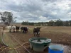 1741 Bukkulla Road, Ashford, NSW 2361-Image