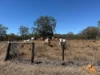 17940 Kennedy Highway, Mount Garnet QLD 4872-Image
