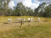 17940 Kennedy Highway, Mount Garnet QLD 4872-Image