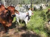 17940 Kennedy Highway, Mount Garnet QLD 4872-Image