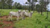 17940 Kennedy Highway, Mount Garnet QLD 4872-Image