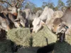 17940 Kennedy Highway, Mount Garnet QLD 4872-Image
