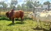 17940 Kennedy Highway, Mount Garnet QLD 4872-Image