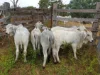 17940 Kennedy Highway, Mount Garnet QLD 4872-Image