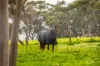 18 Martin Road, Yankalilla, SA 5203-Image