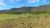 18 Pittionis Road, Netherdale QLD 4756-Image