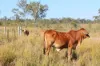 181 Daisy Dell Road, Bororen QLD 4678-Image