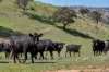 1859 Sylvia Vale Road, Binda, NSW 2583-Image