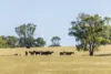 1872 Reedy Creek Road, Tenterfield, NSW 2372-Image