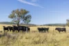 1872 Reedy Creek Road, Tenterfield, NSW 2372-Image