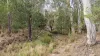 190 Tableland Road, Taunton, Qld 4674-Image